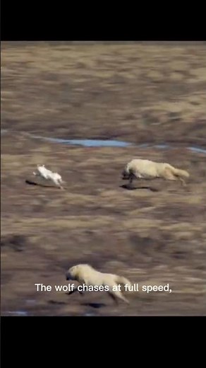 Wolves Attack on Rabbit 🐺🐇
