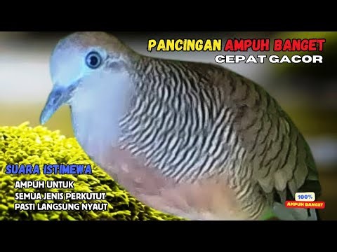 Perkutut Lokal Gacor Suara Kung Besar Pancingan Semua Perkutut Agar Cepat Bunyi! | Zebra Dove 150