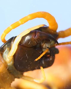 53K views · 742 reactions | Is the venom from a sting worse than venom from a bite?? | Brave Wilderness | Facebook