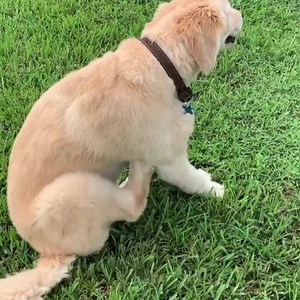 A new study has surfaced around what itching in dogs could mean for their health - and it’s really not good. 😲 Learn below the surprising findings and a brilliantly simple way to fight itching in dogs. | PetLab Co.