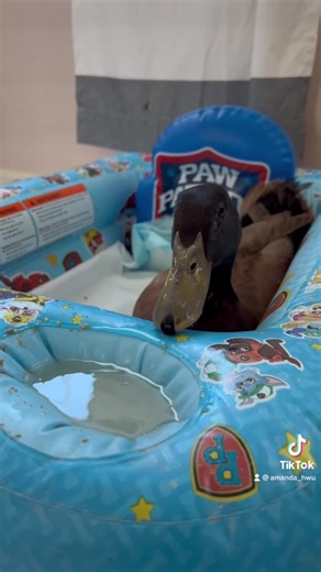 Meet Mumble 💗 This cutie came to us on March 5th - his previous caretaker loved him very much. They drove him 3 hours to us, so that Mumble could have a happy life with other birds just like him. Mumble is only able to use one of his legs, but he hops around quite well! He is so incredibly sweet, he loves to cuddle and is very vocal and feisty. He spends his time inside currently, with Goose, Dahlia and Eddie. He’s such a special guy 🥹 | Here With Us Farm Sanctuary