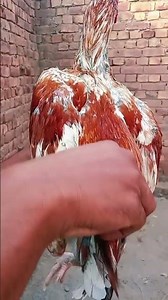 java lakha fighter rooster egss sell india #aseel #rooster #parrotbeak