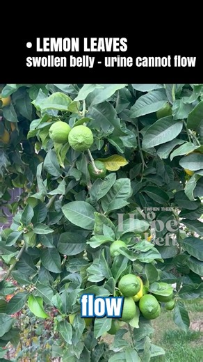 Lemon Leaf Remedy for Bloating & Urinary Blockage | Traditional Navel Treatment