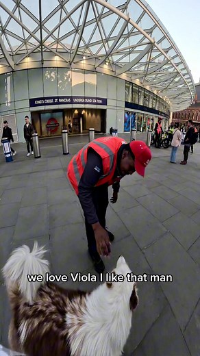 75K views · 3.1K reactions | Interactions with my dog!! #doglover #pets #fyp #foryou #viralreels #kingscross #petsofinstagram #famous #viola #animalovers | Viola Snow | Facebook