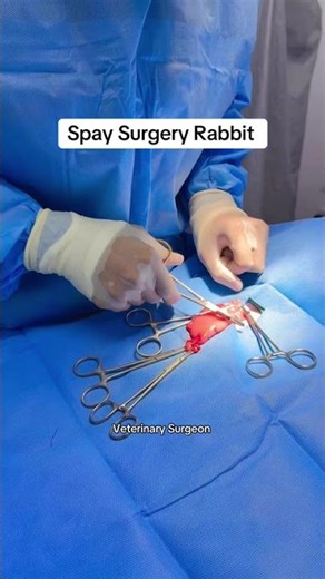 Spay surgery in rabbit