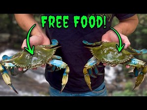 How to Catch HUGE Blue Crabs On A Budget! (Catch, Clean, Cook)