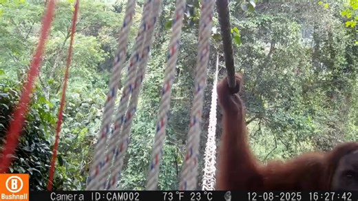 RAW VIDEO: First footage of Sumatran orangutan crossing rope bridge provides new hope for species 2/2