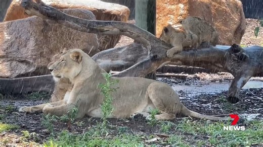 18K views · 190 reactions | We have a behind-the-scenes glimpse tonight of 10-week-old African Lion cubs at Taronga Western Plains Zoo. Bahati, Jabari and Zawadi have been keeping cool in the sprinklers with mum Marion. 7NEWS at 6pm. More local news: 7news.com.au/news/sydney #Taronga #7NEWS | 7NEWS Sydney | Facebook