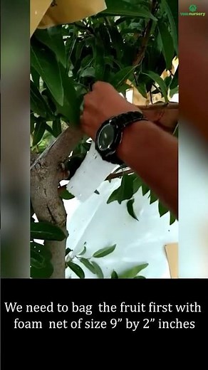 Custard Apple VNR Madhur - Bagging of fruit #sitaphal #fruitbag #orchard