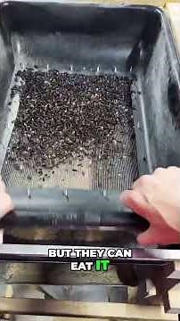 Mealworms: The Surprising Plastic Solution?