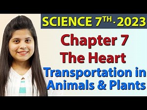 The Heart - Chapter 7 - Transportation in Animals and Plants - Science Class 7th NCERT