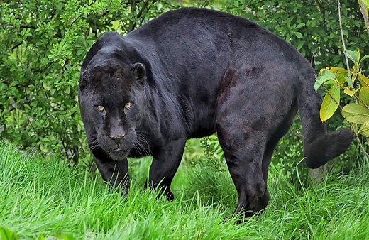 Can Panthers Be Kept As Pets? 16 Impressive Panther Facts - Animal Dome
