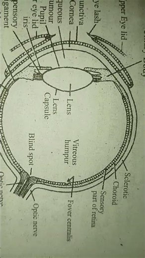 Vertical section of mammalian eye