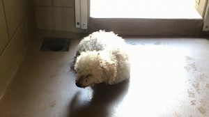 1.6K views · 46 reactions | RESCUED BLIND SENIOR. Only 9lbs....