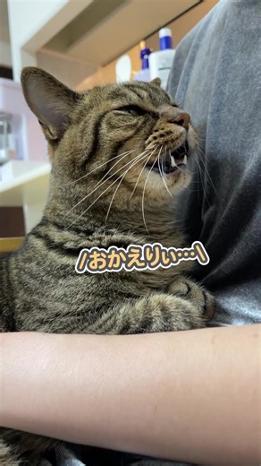 天使のような声で「おかえりぃ…」と、ママの帰宅を大喜びする猫🐱 #ねこ #かわいい #癒し