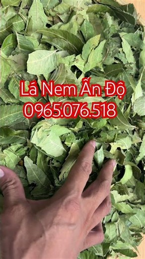 What are the benefits of Indian Neem leaves, what diseases do Indian Neem leaves treat, and where...