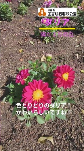 【国営明石海峡公園】ダリア植え付け！