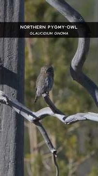 Birds of Lake Tahoe: Northern Pygmy-Owl, Cute but Fierce!
