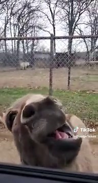 #donkey #shrek #alone #singing | donkey
