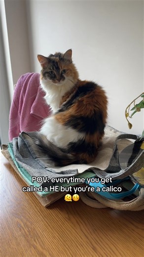 Interesting Facts About Calico Cats