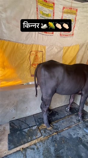 Prince baisla on Instagram: "#kinner #hijda #jhota #viral #reelsinstagram"