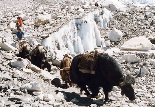 These 12 Mount Everest Animals Survive Against the Odds