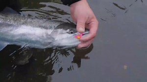 8.8K views · 310 reactions | There's nothing like chasing some chrome in Alaska!  | Addicted Fishing | Facebook