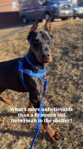 MSPCA-Angell on Instagram: "Our Boston Adoption Center has two Dobermans available for adoption! They’re each looking for a home of their own where they can get lots of training, exercise and love! Stop by today from 12-3 to learn more!"