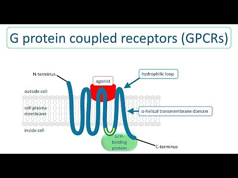 G protein coupled receptors: How they transduce extracellular signals into cellular responses