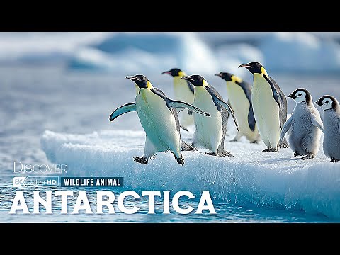 Antarctic Wildlife | How Animals Survive the Planet’s Coldest Frontier