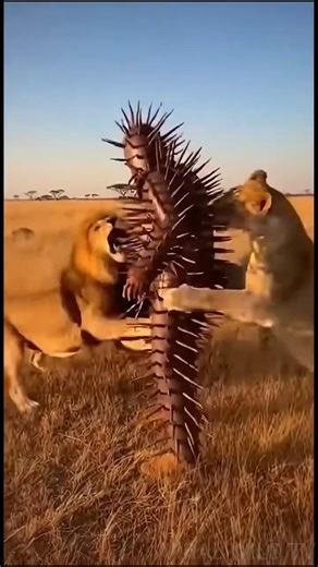Man Walks Calmly as Lions Attack His Spiked Armor in African Savanna | Unbelievable Wildlife Moment