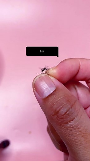 🦟💃🏽🦟💃🏽 #knusprig_asmr #asmr #asmrsounds #satisfying #crushing #squishy #activity #mosquito #fy #fyp #fypシ