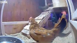 Caught Rufus bum-rushing the camera at 5:30 AM… Some mornings I really wonder what goes through their tiny bird brains 😂 One minute they’re half-asleep, the next they’re charging the lens like they’re late for a meeting. Life with ducks/chickens: never a dull moment. | William Meyer