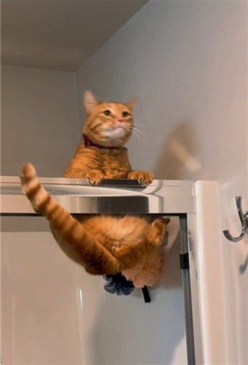 Amazing Cats Jumping in Action