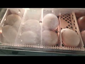 Amazon Sailnova incubator review and huge hatching day!