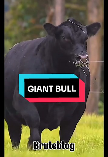 Everything You Need to Know About Angus Cattle