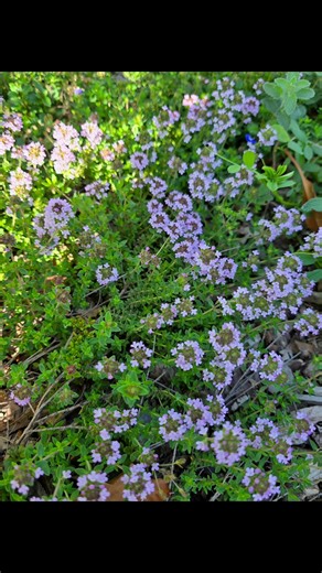 🌼 What’s blooming in your garden right now? Springtime in the garden is such a beautiful time — flowers bursting, new growth everywhere… but it can also be hard to keep up with the mowing, trimming and weeding! If your garden jobs have gotten away from you, our friendly gardening team is here to help. 🌿 We can take care of your lawns, hedges, weeds and any other garden tasks so you can simply enjoy your outdoor space. 💚 Message us today to book a visit — and let’s get your garden looking its 