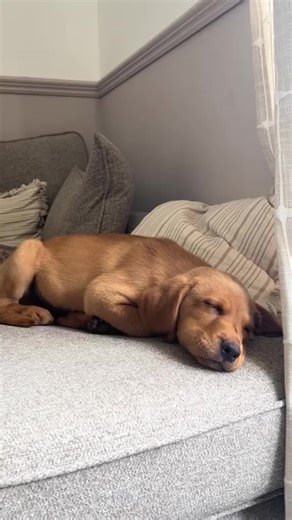 Hilarious Dogs Sleeping in Comical Positions