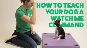 Certified professional dog trainer, Maggie & Nicole Ellis gives you some quick tips on how to teach your dog a watch me command. | Rover.com