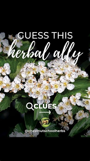 Each week, we’re spotlighting one beloved herbal ally through a trail of clues. Follow the hints, test your herbal detective skills, and see if you can guess the plant before the reveal. Your herbal senses might surprise you!⁠ ⁠ More about this week's herbal ally: https://tinyurl.com/4nrtr2hu ⁠ #GuessThisHerbalAlly #chestnutschoolofherbalmedicine | Chestnut School of Herbal Medicine