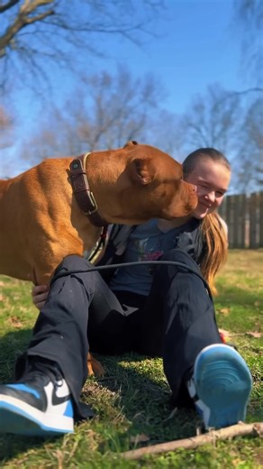 Temperament of the XL Bully #xlbully #dogbreed #dogvideo #dogsofttiktok #pitsoftiktok #fyp #animal #pitbull #petsoftiktok #dogs | Kingdom Bully Kennels