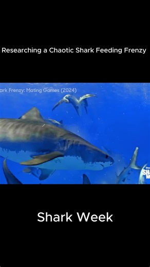 “You won’t believe what happens next…” #Shark #Ocean #DontScroll #WatchThisFirst #Underwater