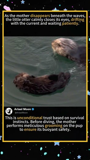 Why Baby Sea Otters Float Like Corks When Mothers Dive 🦦💧#seaotter #otterpup #marinebiology