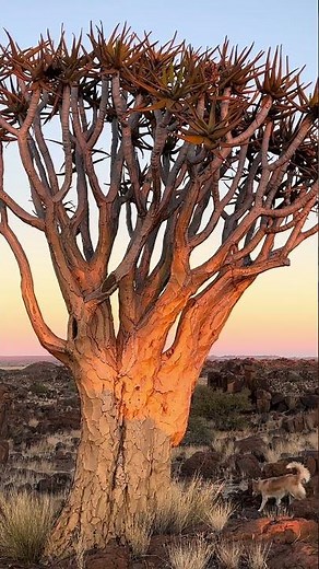 Namibia’s mighty quiver tree