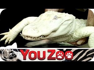 Albino Krokodil │YouZoo