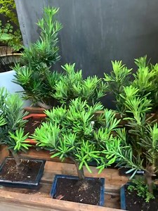 31K views · 182 reactions |  Tùng la hán đẹp đến mê mẩn Cứ muốn mân mê em í mãi thôii 殺殺  Giá êm cây đẹp, còn gì mà không đến Rừng ẵm một bé về ngay thui nhỉ? | Tropical Forest | Facebook