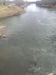 Video of Yarrawona Weir (Lake Mulwala) today. | Robbie Alexander Photography and Fishing