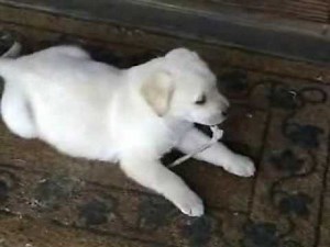 The cutest golden lab puppy EVER