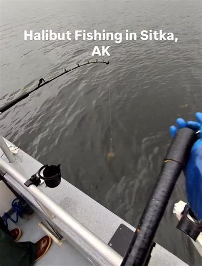 No day is complete without a little time on anchor! Halibut fishing tends to be a real highlight in the day, or the cherry on top after Salmon fishing 🐟 Give us a shout for 2026 bookings 📆 📞- (360)556-8656 📧- outerlimitsalaska@gmail.com 📱- Website Link in Bio #halibut #alaska #outerlimits #sitka #fishing | Outer Limits Charters
