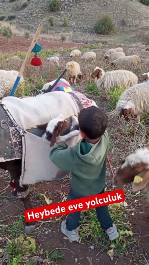 Heybede eve yolculuk #yavruhayvanlar #kuzu